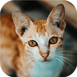 cat-tastic-puzzle-challenge-game